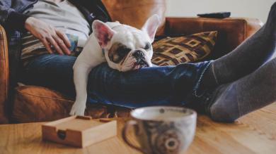 
		Man spends a lazy afternoon with his dog, a French bulldog
	